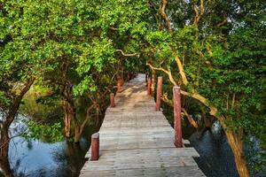 Wooden bridge in flooded rain forest jungle of mangrove photo