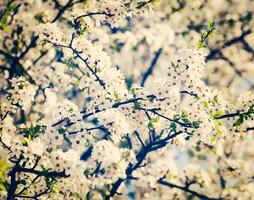 Apple tree blossoming branch photo