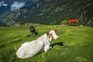 Cows grazing in Himalayas photo