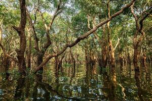 inundado arboles en mangle lluvia bosque foto