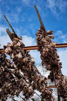 Drying stockfish cod heads in A fishing village in Norway photo