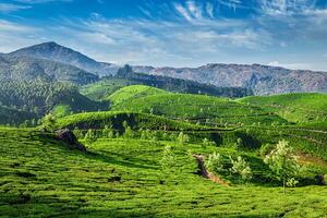 Tea plantations, Munnar, Kerala state, India photo