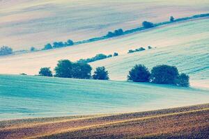 Moravian rolling fields in morning mist photo