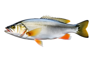 AI generated Fresh sea bass fish isolated png