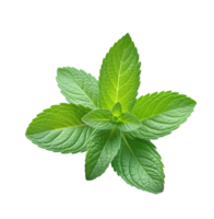 AI generated fresh mint leaves isolated png