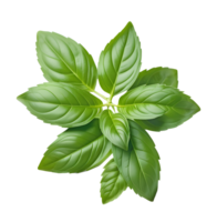 AI generated Close up studio shot of fresh green basil herb leaves isolated png