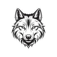 Coyote Head Vector Art, Icons, and Graphics