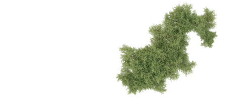 vert forêt isolé sur Contexte. 3d le rendu - illustration png