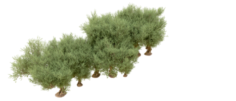 verde foresta isolato su sfondo. 3d interpretazione - illustrazione png