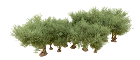 verde floresta isolado em fundo. 3d Renderização - ilustração png