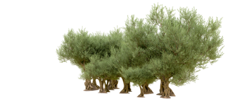 vert forêt isolé sur Contexte. 3d le rendu - illustration png