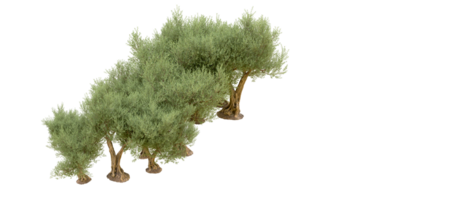 verde foresta isolato su sfondo. 3d interpretazione - illustrazione png