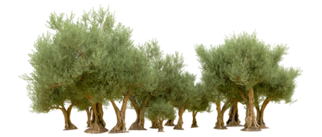 verde foresta isolato su sfondo. 3d interpretazione - illustrazione png