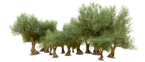 vert forêt isolé sur Contexte. 3d le rendu - illustration png