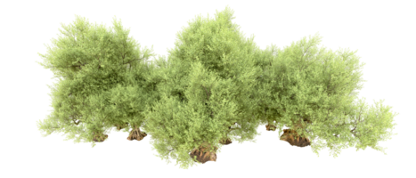 groen Woud geïsoleerd Aan achtergrond. 3d renderen - illustratie png