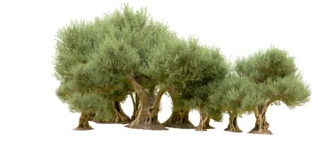 groen Woud geïsoleerd Aan achtergrond. 3d renderen - illustratie png