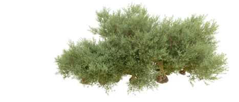 verde foresta isolato su sfondo. 3d interpretazione - illustrazione png