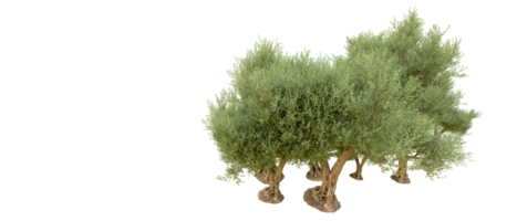 groen Woud geïsoleerd Aan achtergrond. 3d renderen - illustratie png