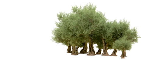 vert forêt isolé sur Contexte. 3d le rendu - illustration png