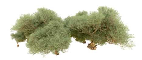 verde foresta isolato su sfondo. 3d interpretazione - illustrazione png