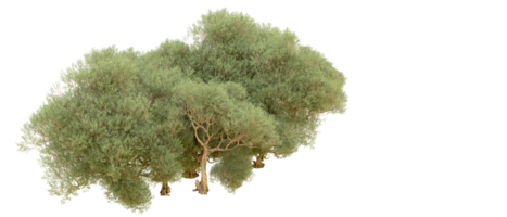 verde floresta isolado em fundo. 3d Renderização - ilustração png