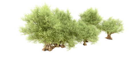 Green forest isolated on background. 3d rendering - illustration png