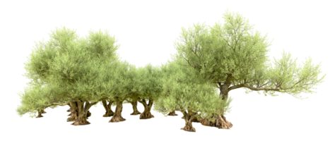 groen Woud geïsoleerd Aan achtergrond. 3d renderen - illustratie png