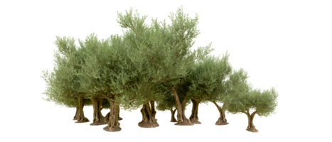 vert forêt isolé sur Contexte. 3d le rendu - illustration png