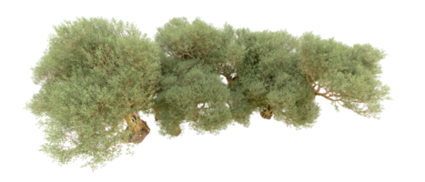 verde foresta isolato su sfondo. 3d interpretazione - illustrazione png