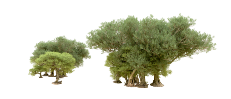 vert forêt isolé sur Contexte. 3d le rendu - illustration png