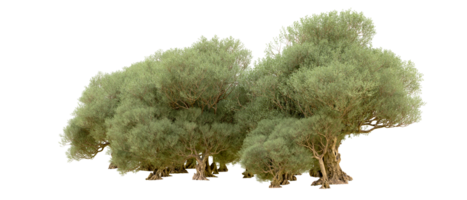 vert forêt isolé sur Contexte. 3d le rendu - illustration png