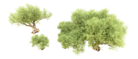 Green forest isolated on background. 3d rendering - illustration png