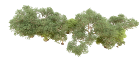 verde foresta isolato su sfondo. 3d interpretazione - illustrazione png