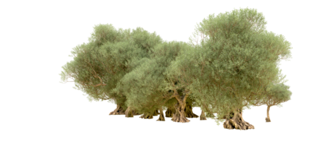 Grün Wald isoliert auf Hintergrund. 3d Rendern - - Illustration png