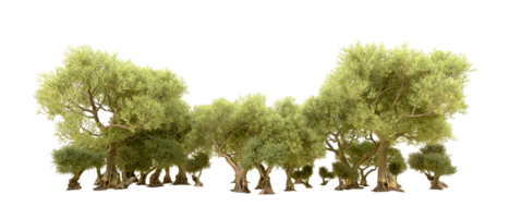 Green forest isolated on background. 3d rendering - illustration png