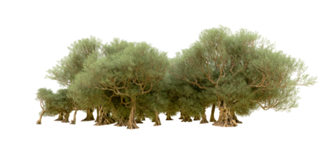 verde foresta isolato su sfondo. 3d interpretazione - illustrazione png