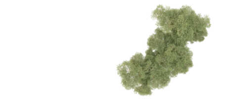 groen Woud geïsoleerd Aan achtergrond. 3d renderen - illustratie png