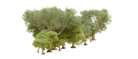 Green forest isolated on background. 3d rendering - illustration png