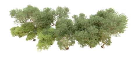 Green forest isolated on background. 3d rendering - illustration png