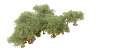 verde foresta isolato su sfondo. 3d interpretazione - illustrazione png