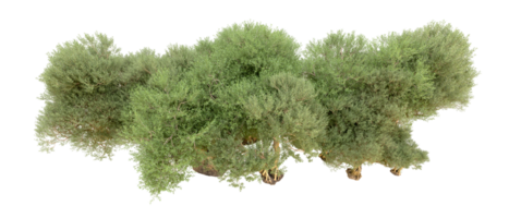 verde foresta isolato su sfondo. 3d interpretazione - illustrazione png