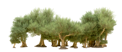 vert forêt isolé sur Contexte. 3d le rendu - illustration png