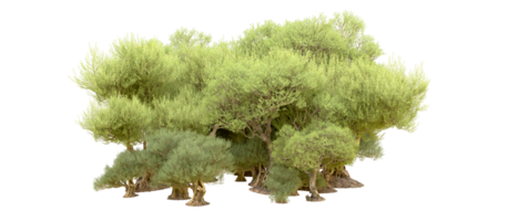 Green forest isolated on background. 3d rendering - illustration png