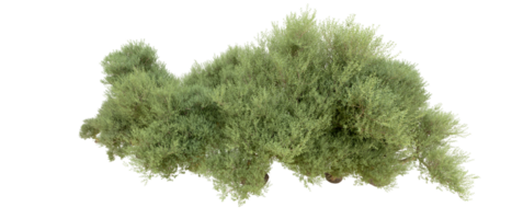 groen Woud geïsoleerd Aan achtergrond. 3d renderen - illustratie png