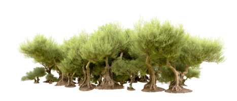 Green forest isolated on background. 3d rendering - illustration png