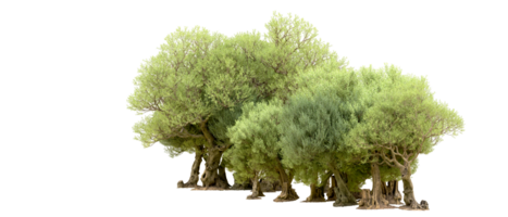 Green forest isolated on background. 3d rendering - illustration png