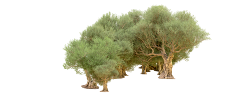 Grün Wald isoliert auf Hintergrund. 3d Rendern - - Illustration png