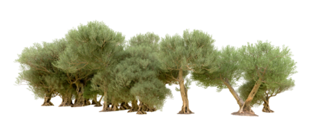 verde foresta isolato su sfondo. 3d interpretazione - illustrazione png