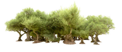 verde foresta isolato su sfondo. 3d interpretazione - illustrazione png