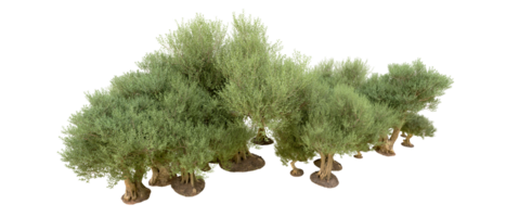 groen Woud geïsoleerd Aan achtergrond. 3d renderen - illustratie png